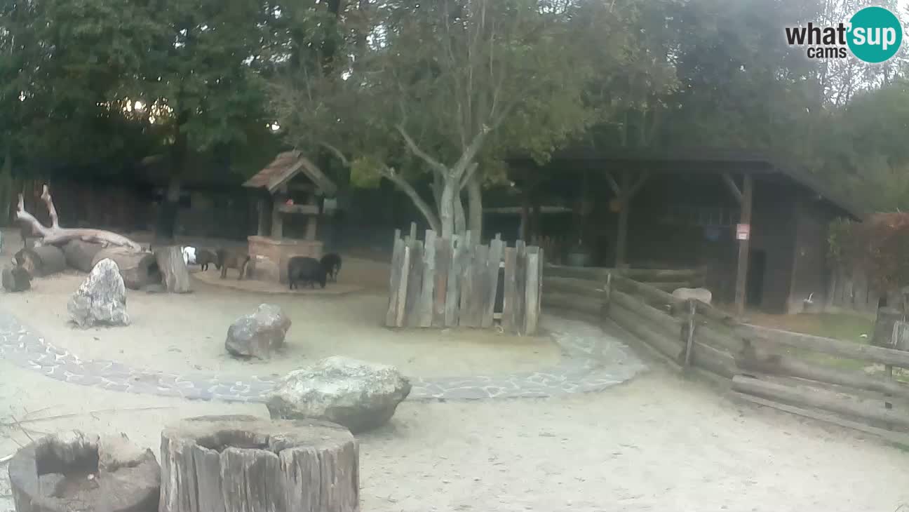 Zoo Zagreb –  Mono maicero