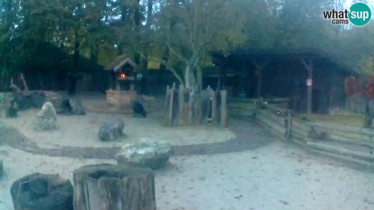 Zoo Zagreb – Brown Capuchin