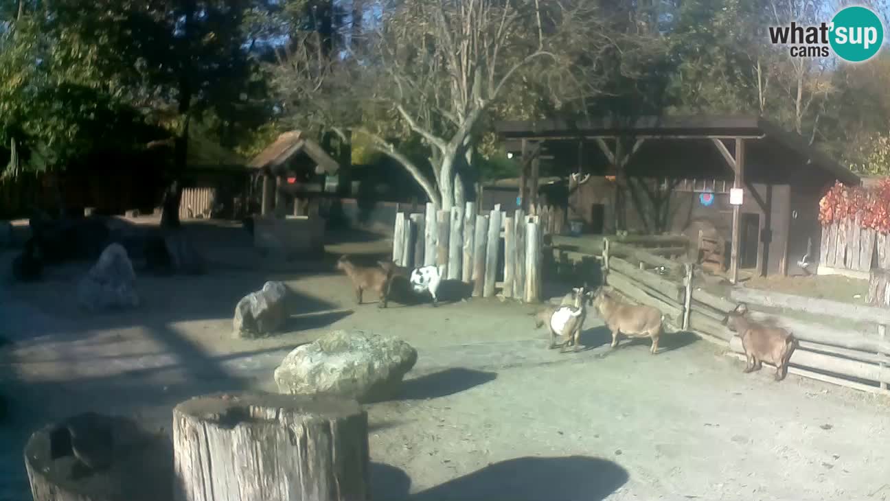 Zoo Zagreb – Haubenkapuziner