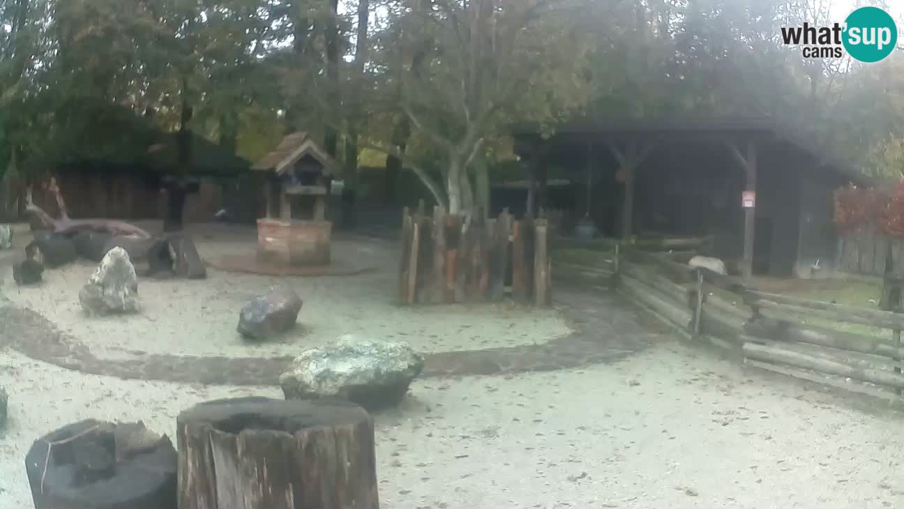 Zoo Zagreb – Brown Capuchin
