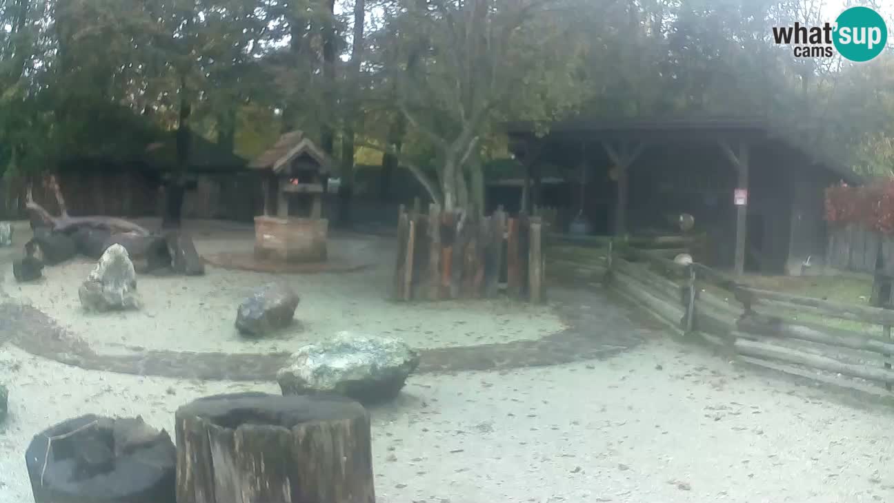 Zoo Zagreb – Brown Capuchin
