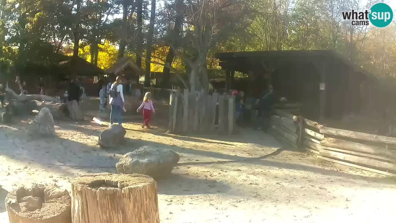 Zoo Zagreb – Brown Capuchin