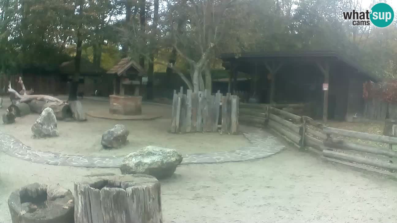 Zoo Zagreb – Brown Capuchin