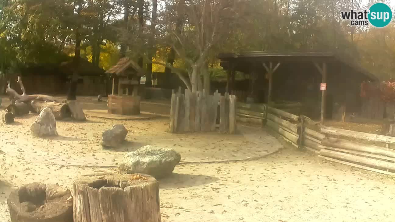 Zoo Zagreb – Brown Capuchin