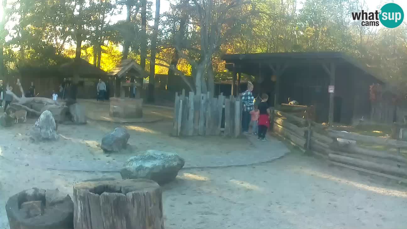 Zoo Zagreb – Brown Capuchin