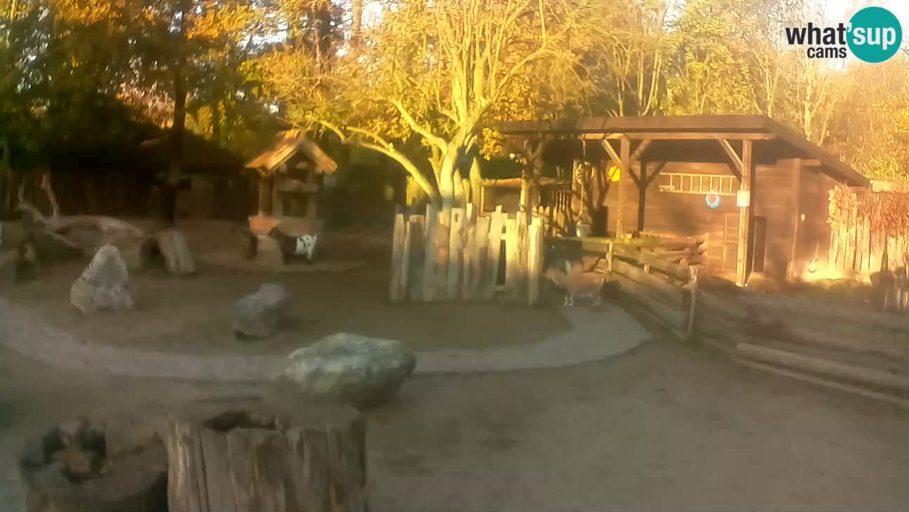 Zoo Zagreb – Brown Capuchin