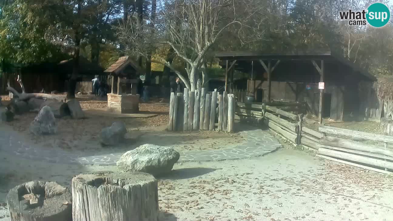 Zoo Zagreb – Brown Capuchin