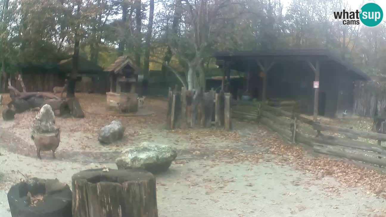 Zoo Zagreb – Brown Capuchin