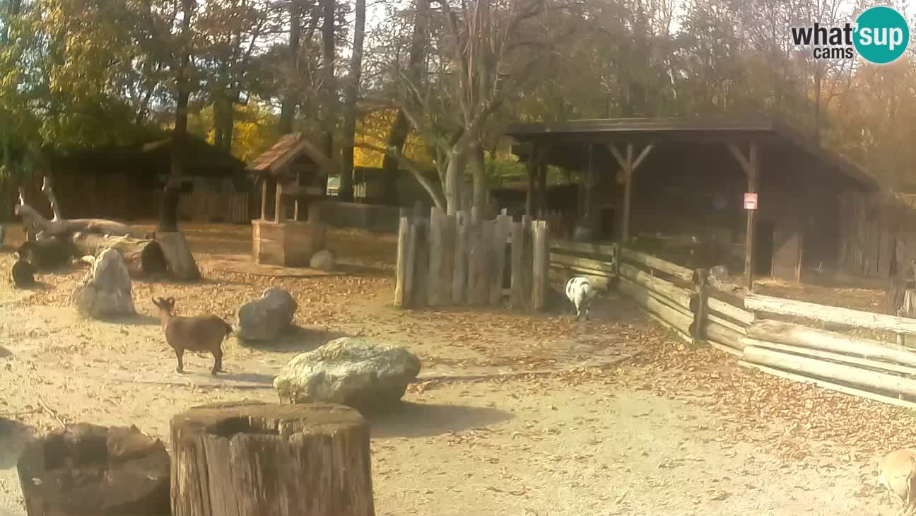 Zoo Zagreb – Brown Capuchin