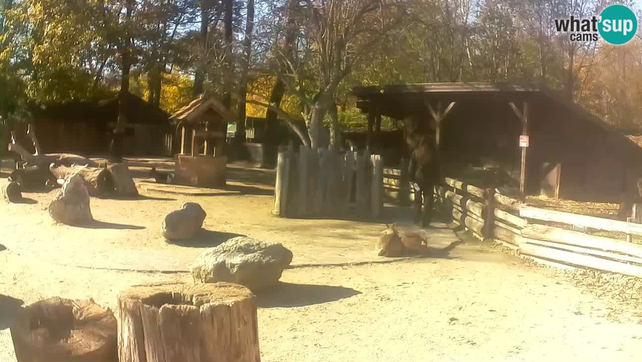 Zoo Zagreb – Cebo dai cornetti