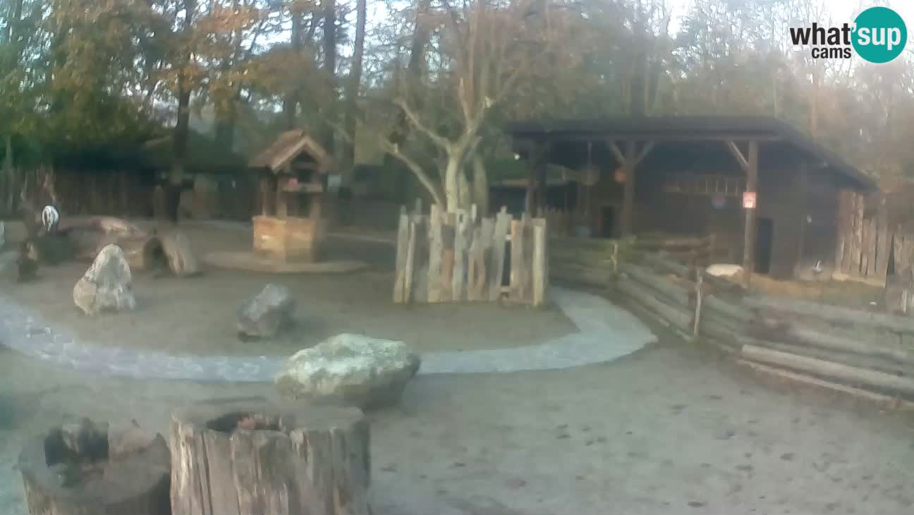 Zoo Zagreb – Brown Capuchin