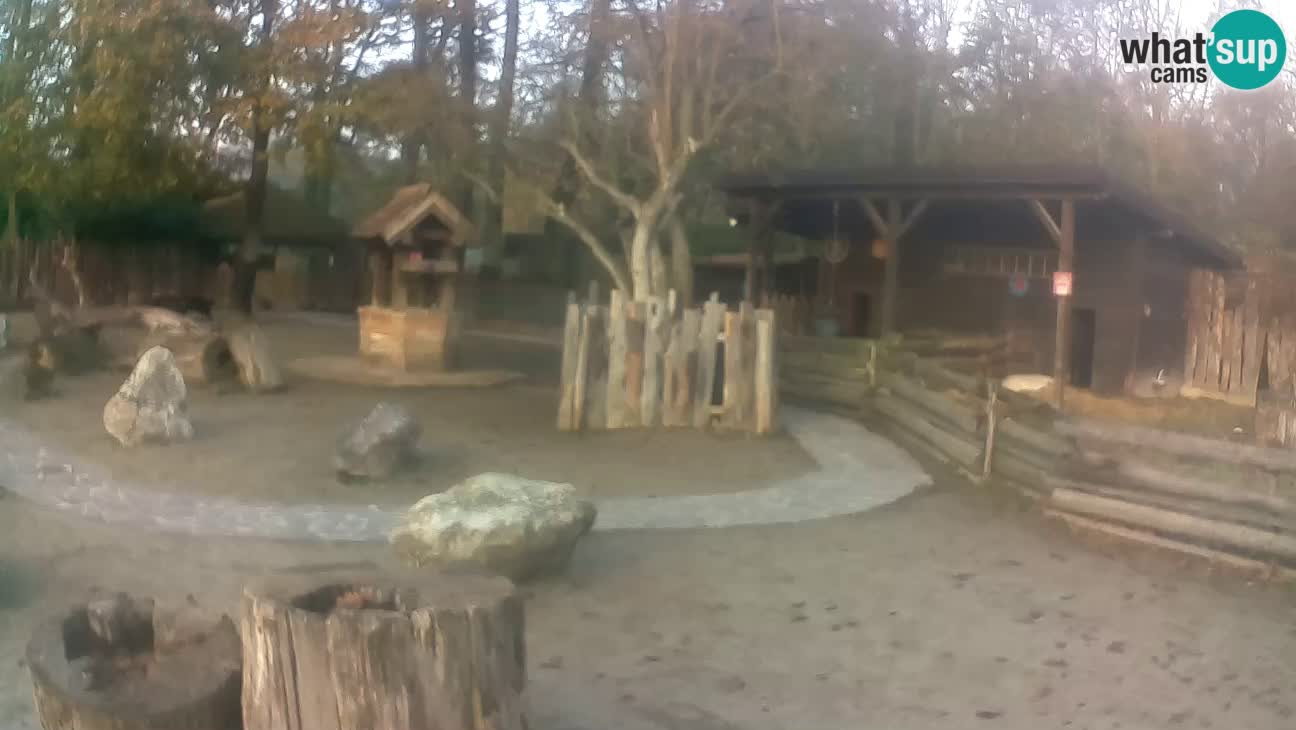 Zoo Zagreb – Brown Capuchin