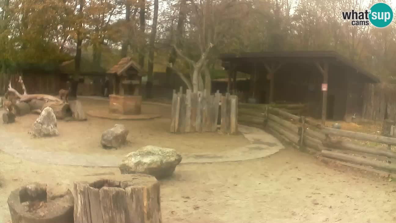 Zoo Zagreb – Brown Capuchin