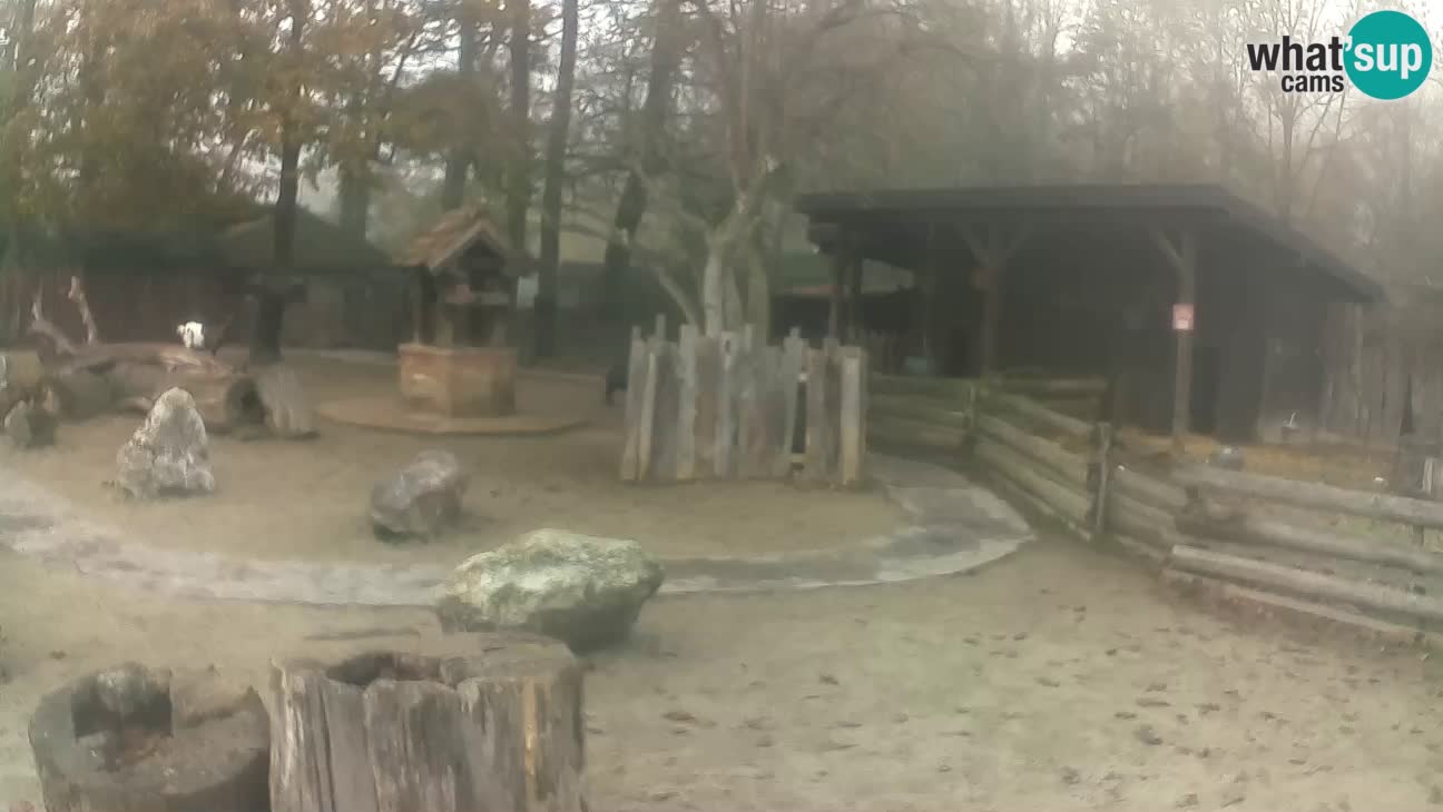 Zoo Zagreb – Brown Capuchin