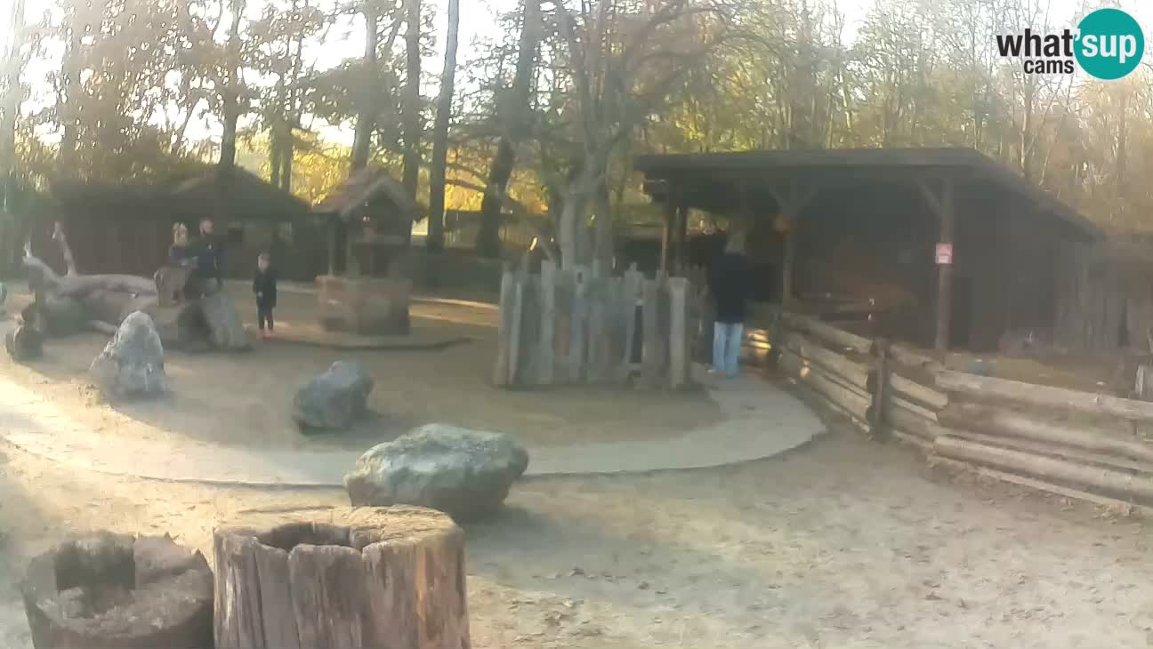 Zoo Zagreb – Brown Capuchin