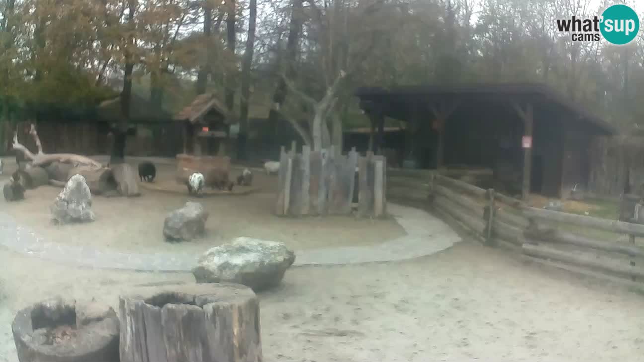 Zoo Zagreb – Brown Capuchin