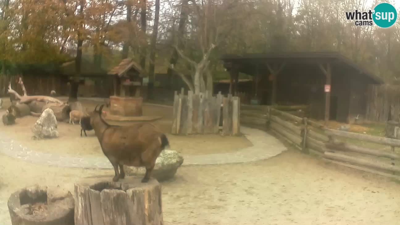 Zoo Zagreb – Brown Capuchin