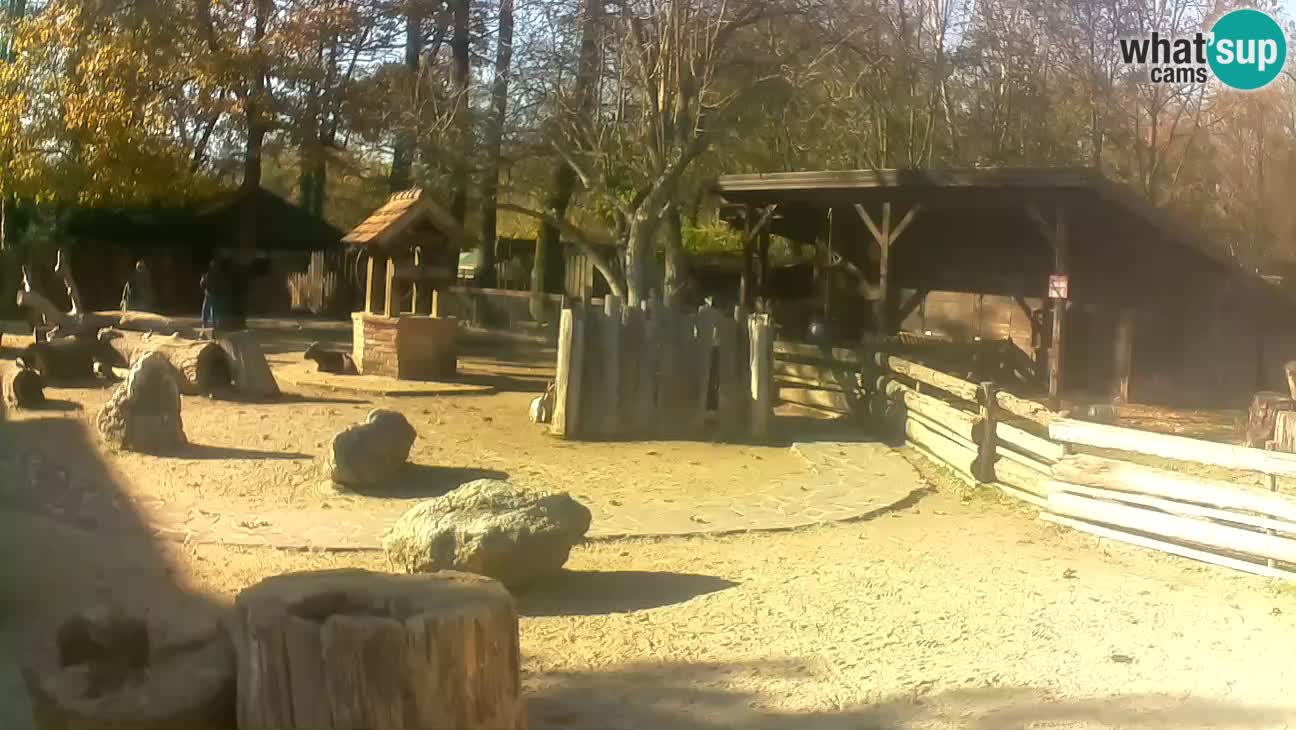 Zoo Zagreb – Brown Capuchin