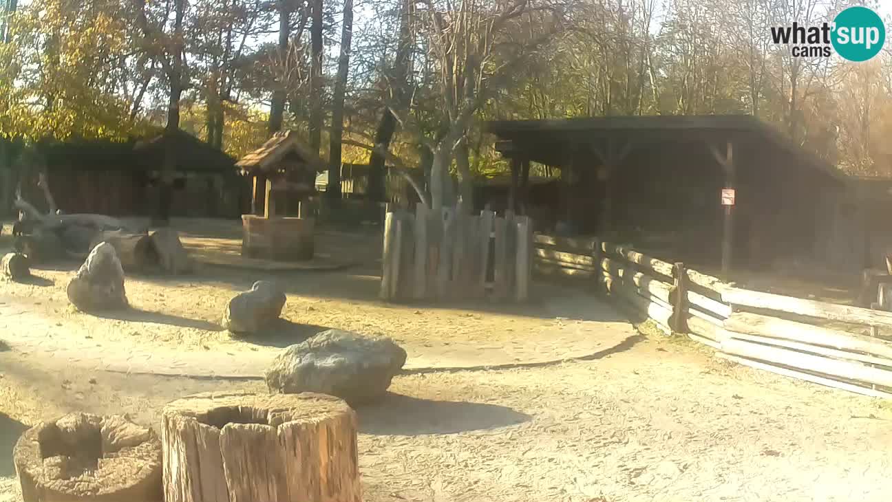 Zoo Zagreb – Brown Capuchin