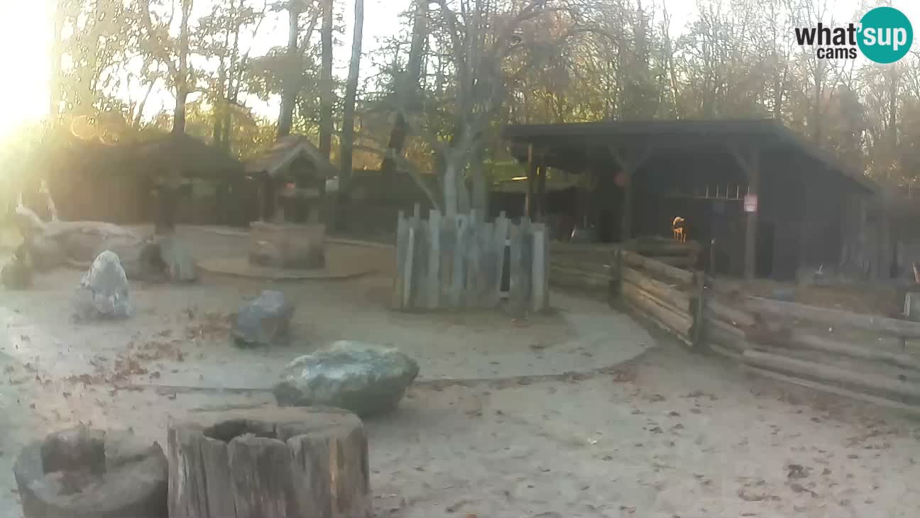 Zoo Zagreb – Brown Capuchin