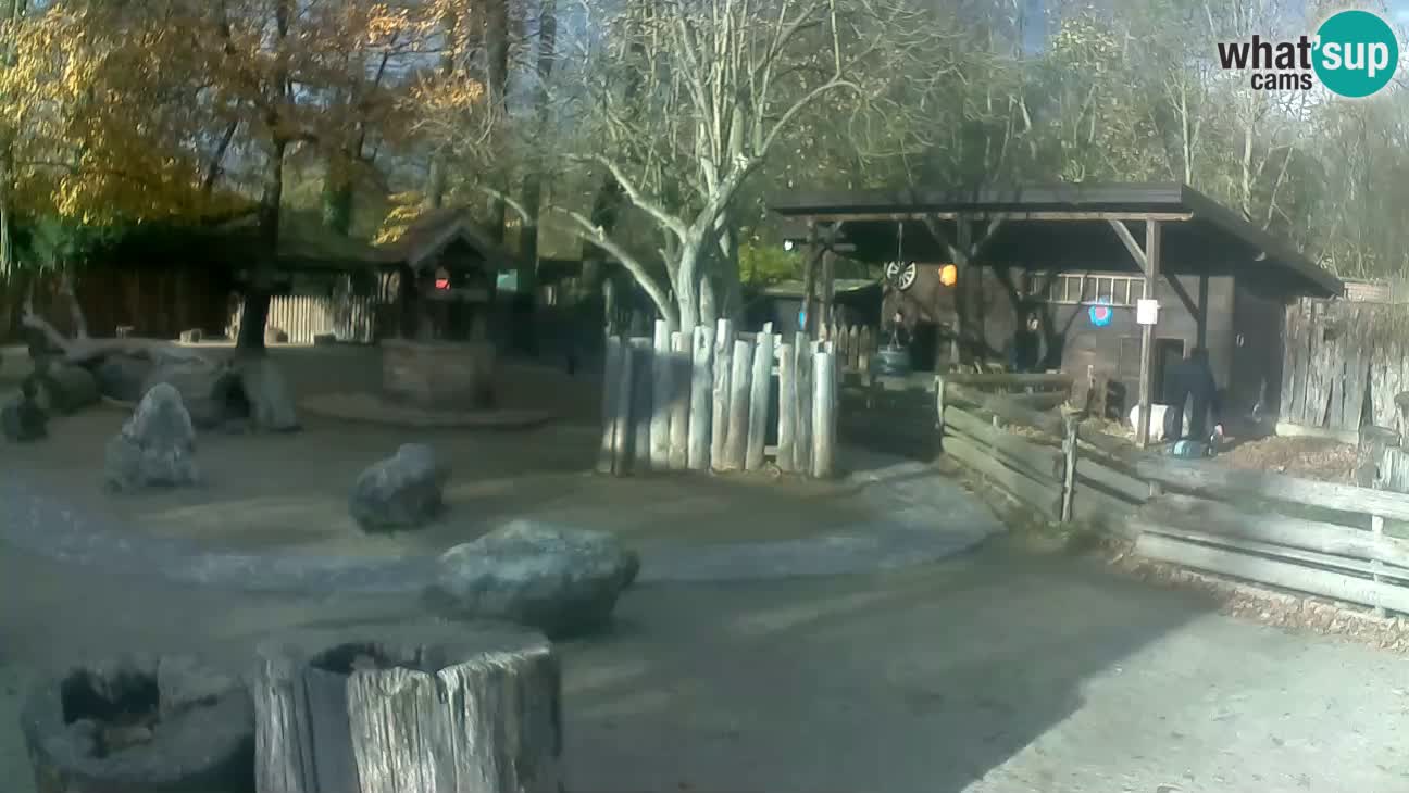 Zoo Zagreb – Brown Capuchin