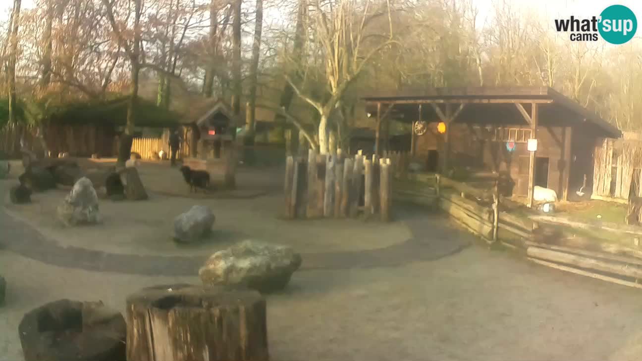 Zoo Zagreb – Brown Capuchin