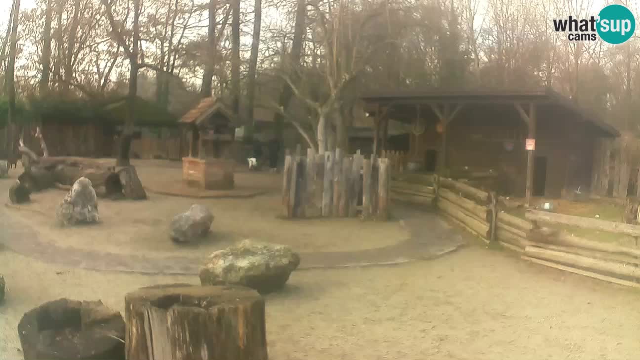 Zoo Zagreb – Brown Capuchin