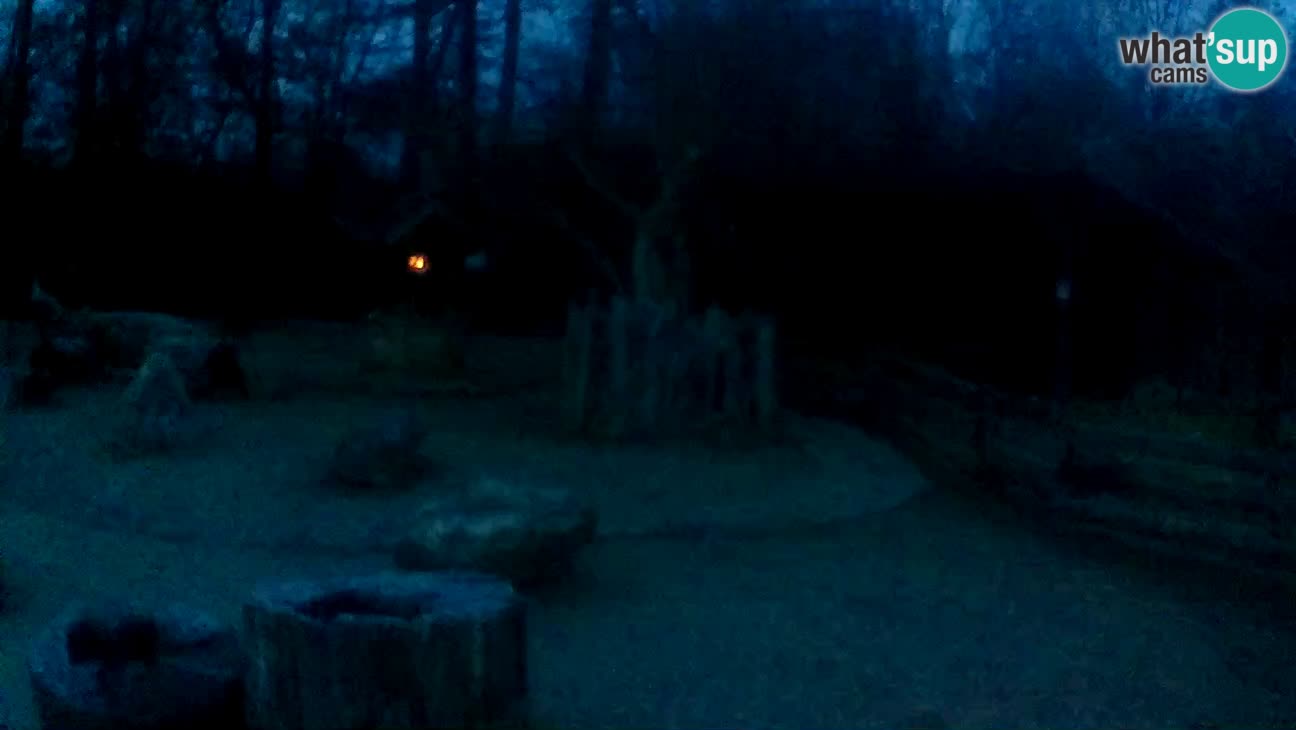 Zoo Zagreb – Brown Capuchin