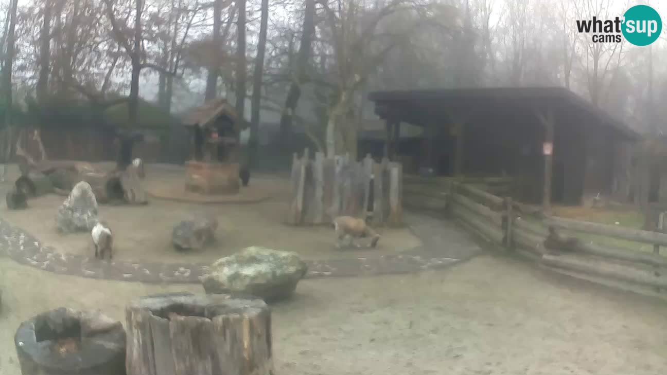 Zoo Zagreb – Cebus apella