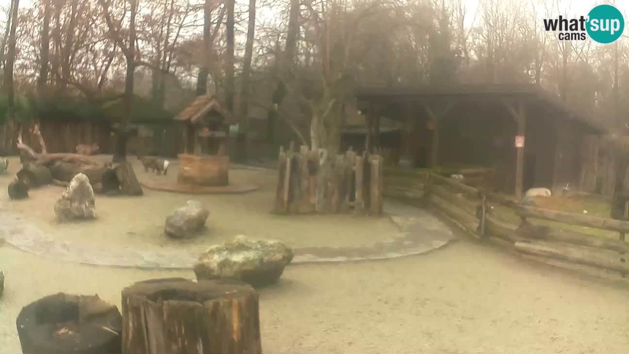 Zoo Zagreb – Brown Capuchin