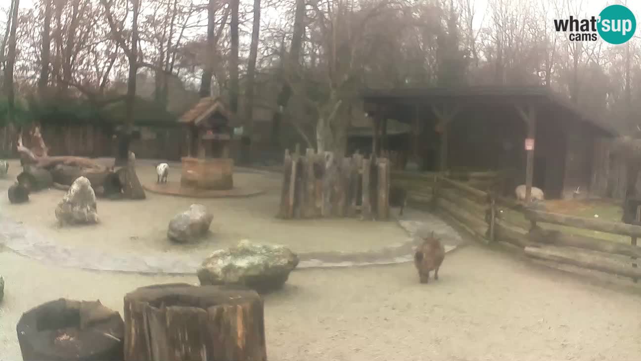 Zoo Zagreb – Cebus apella