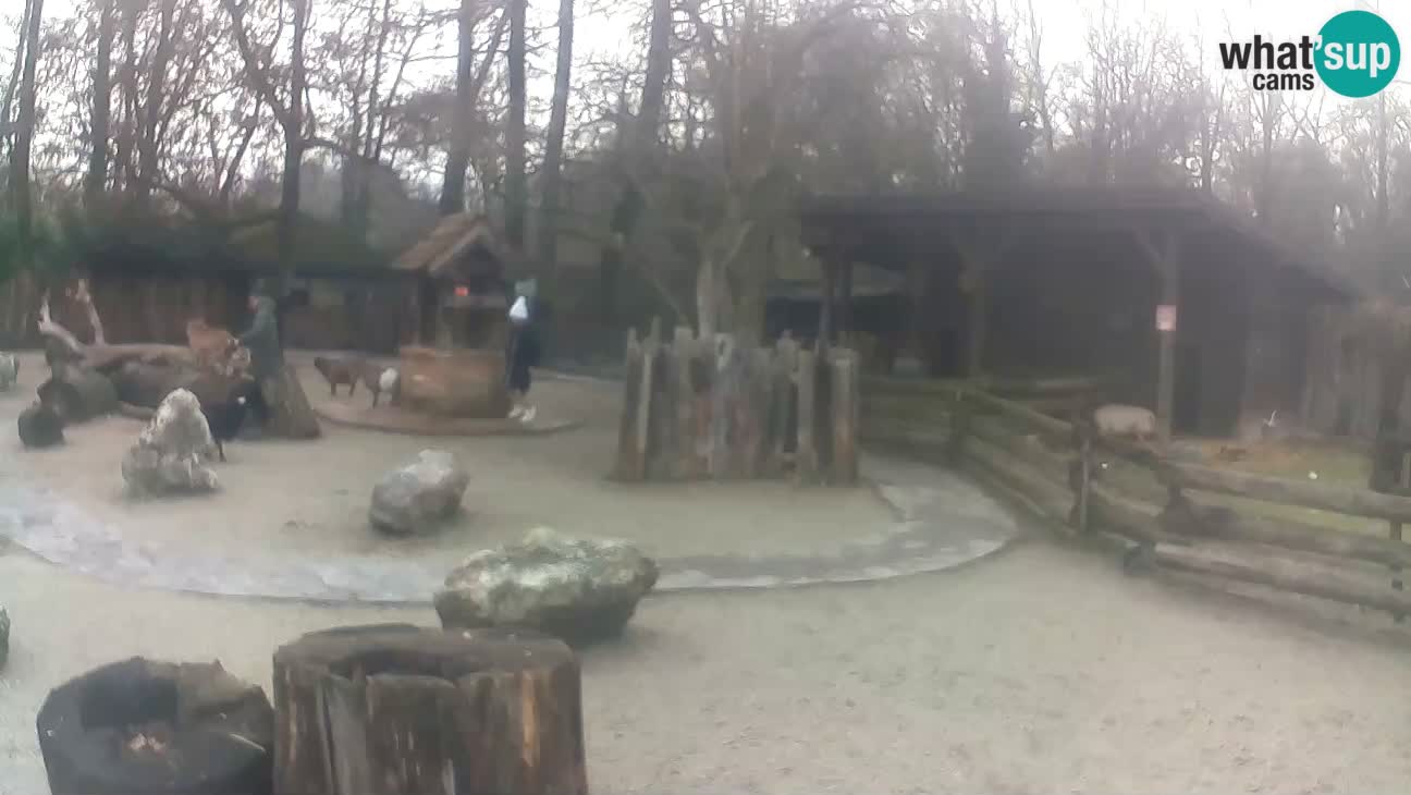 Zoo Zagreb – Haubenkapuziner