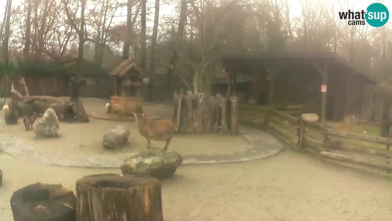 Zoo Zagreb – Rjava kapucinka