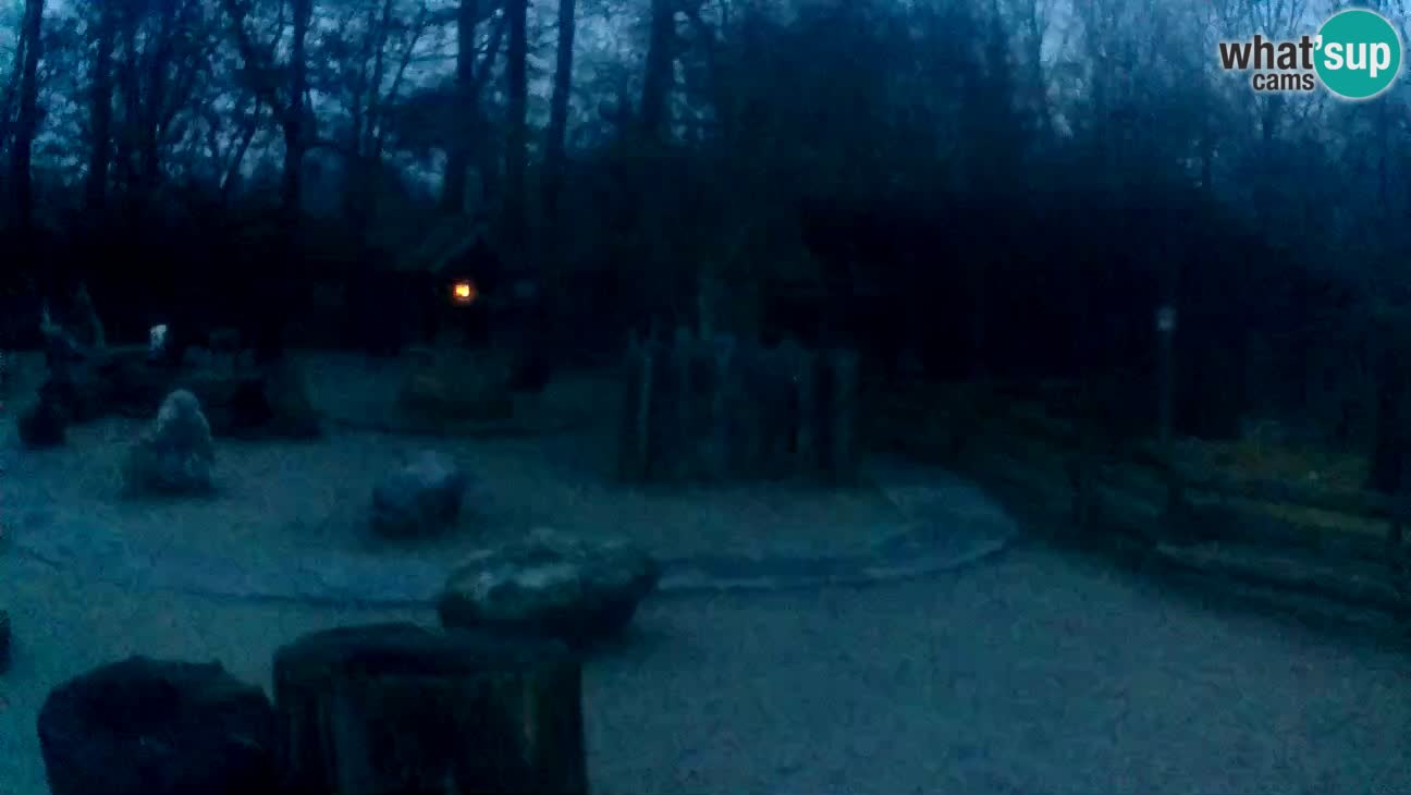 Zoo Zagreb – Brown Capuchin