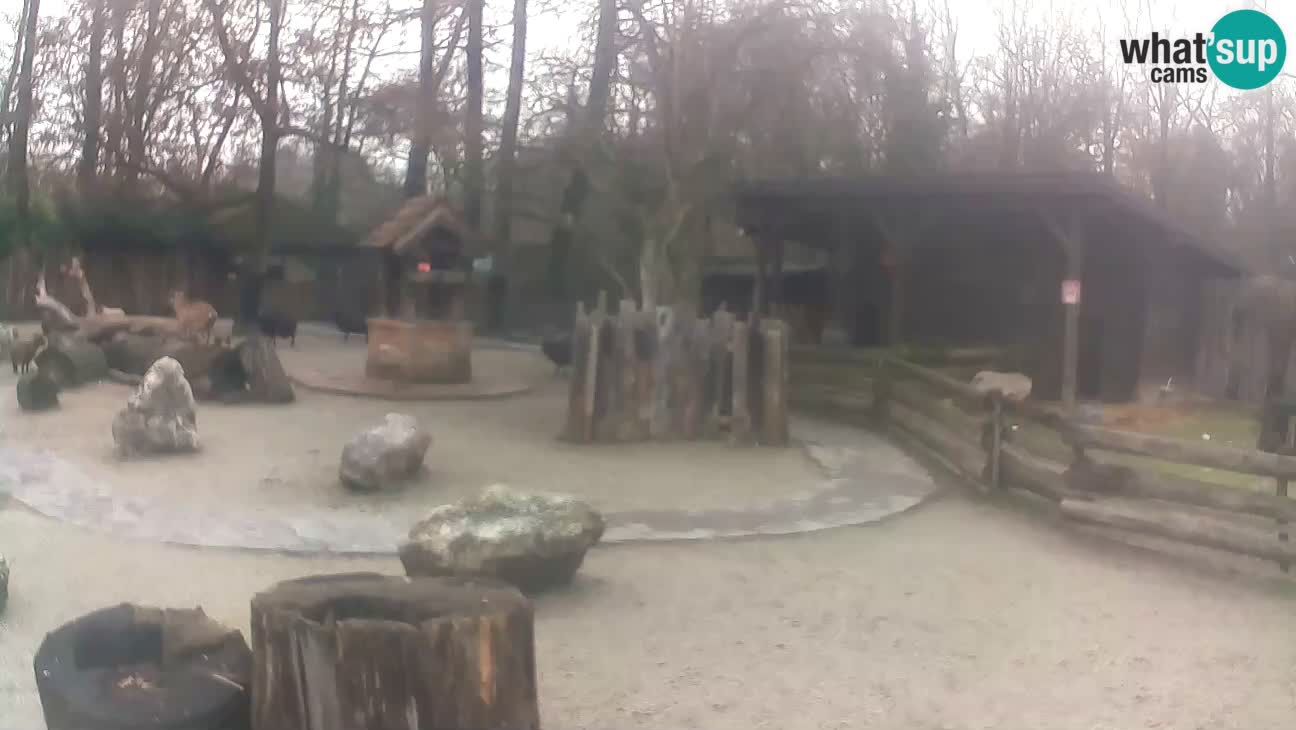 Zoo Zagreb – Brown Capuchin