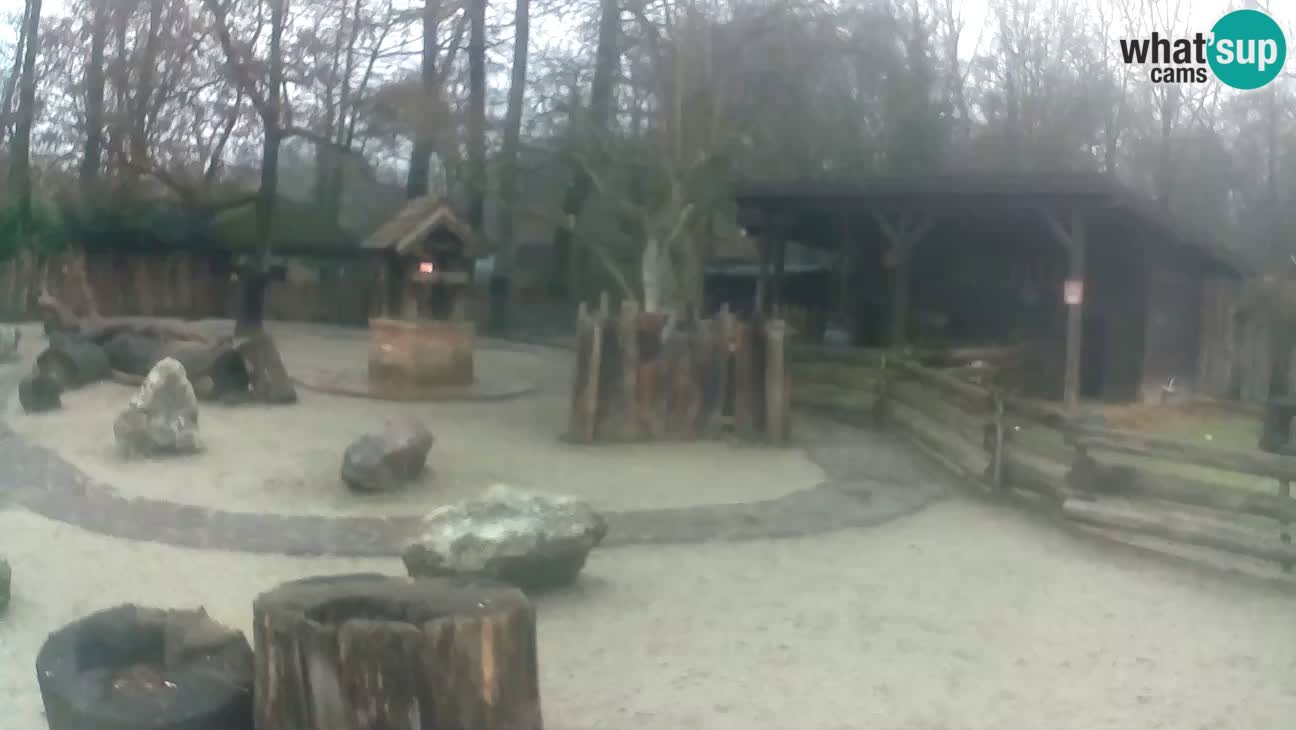 Zoo Zagreb – Brown Capuchin