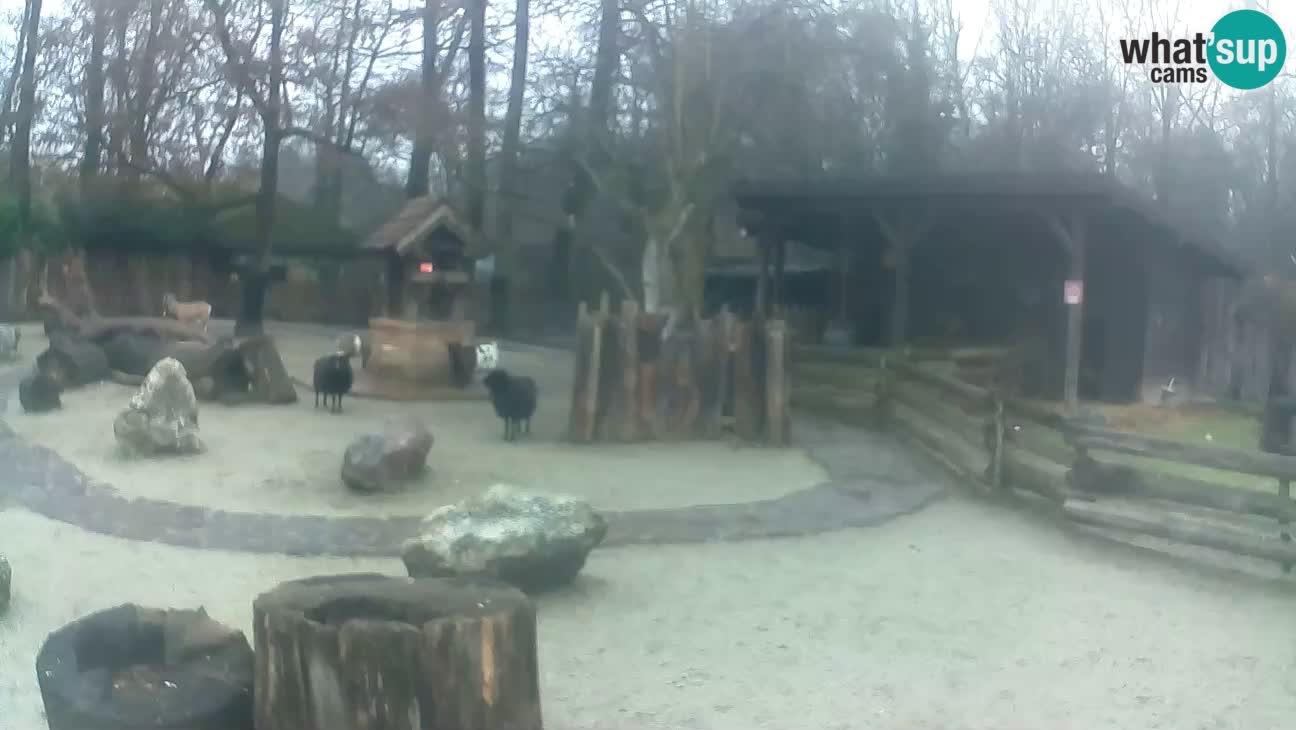 Zoo Zagreb – Brown Capuchin