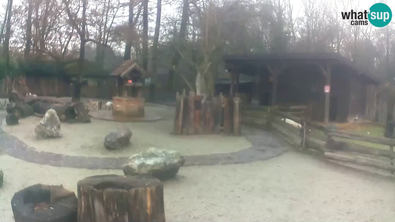 Zoo Zagreb – Brown Capuchin