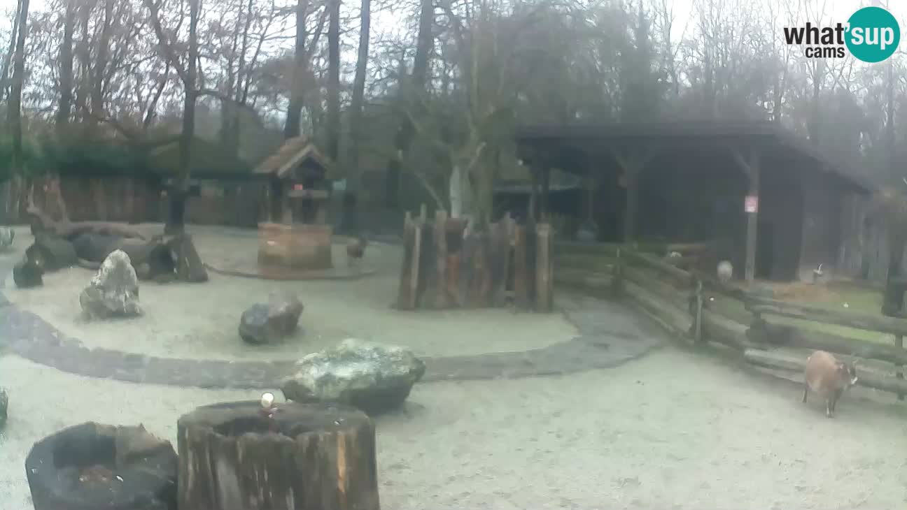 Zoo Zagreb – Brown Capuchin