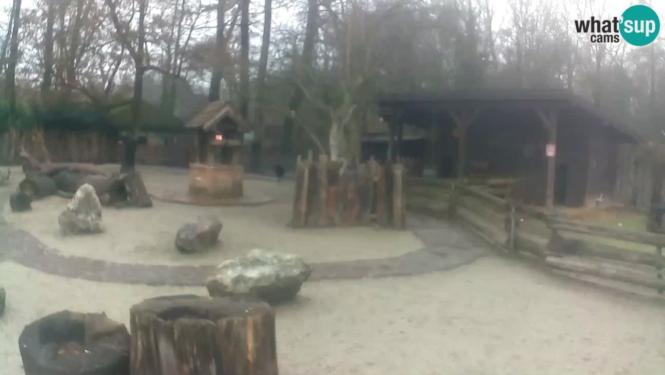 Zoo Zagreb – Brown Capuchin