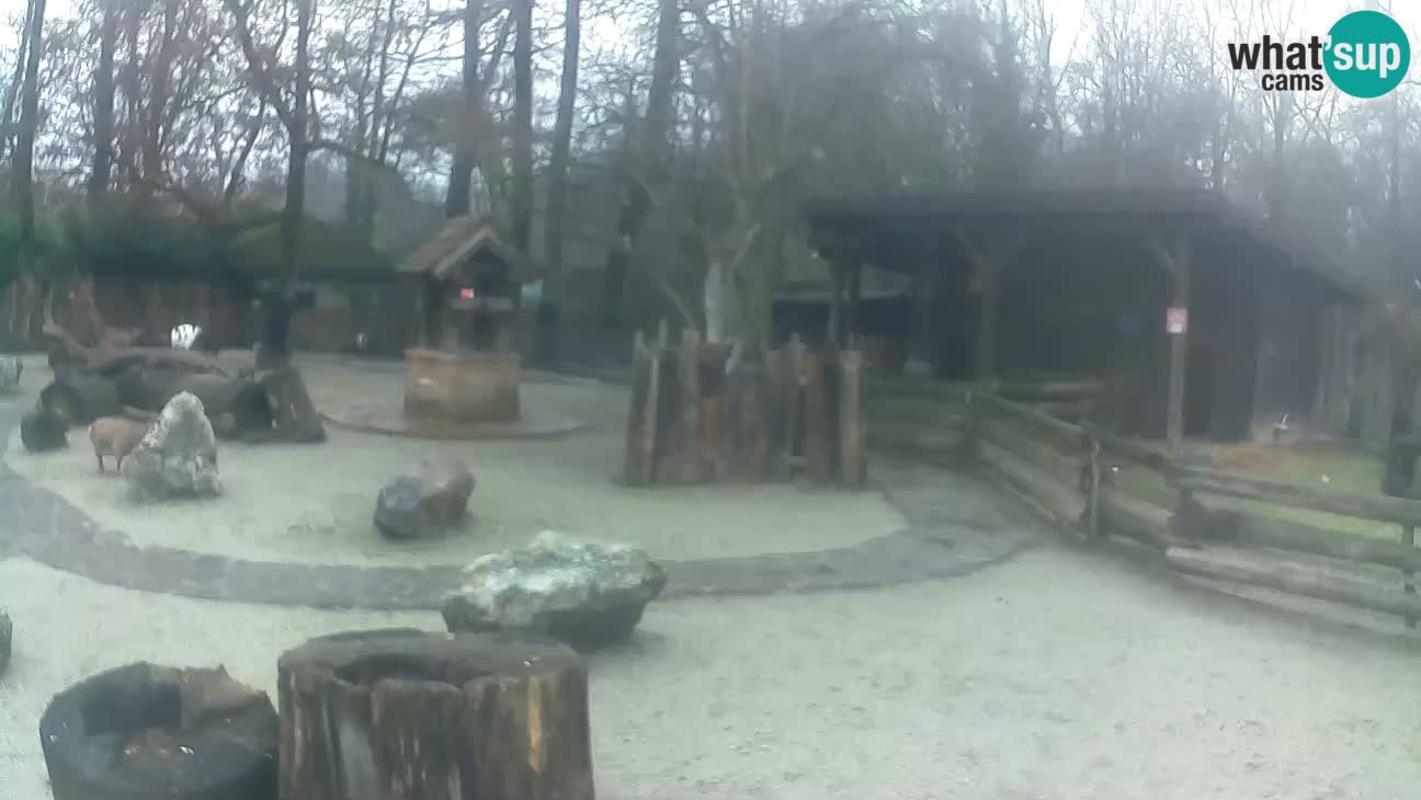 Zoo Zagreb – Brown Capuchin