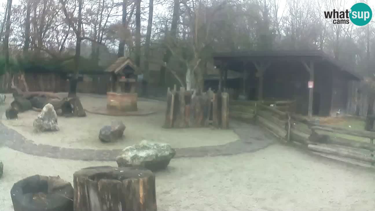 Zoo Zagreb – Rjava kapucinka