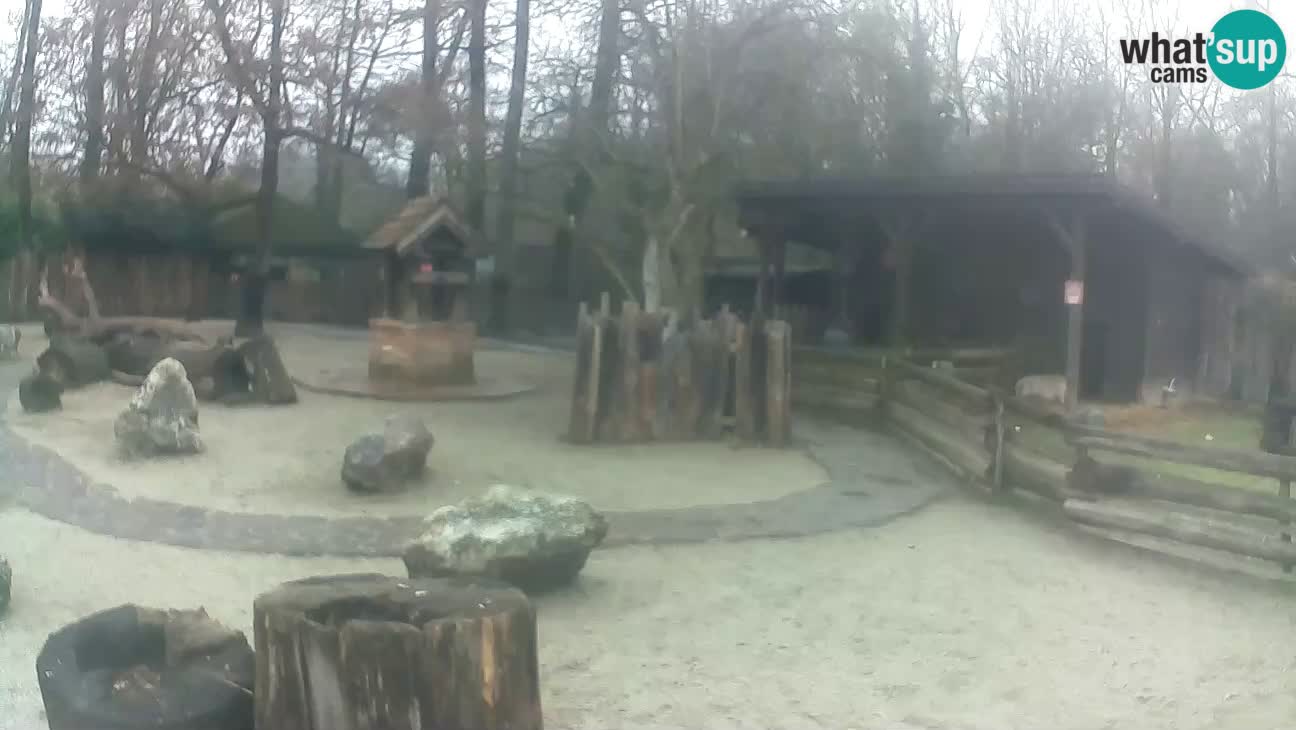 Zoo Zagreb – Brown Capuchin