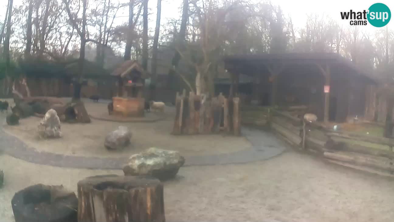 Zoo Zagreb – Brown Capuchin