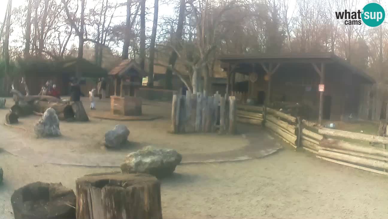 Zoo Zagreb – Brown Capuchin