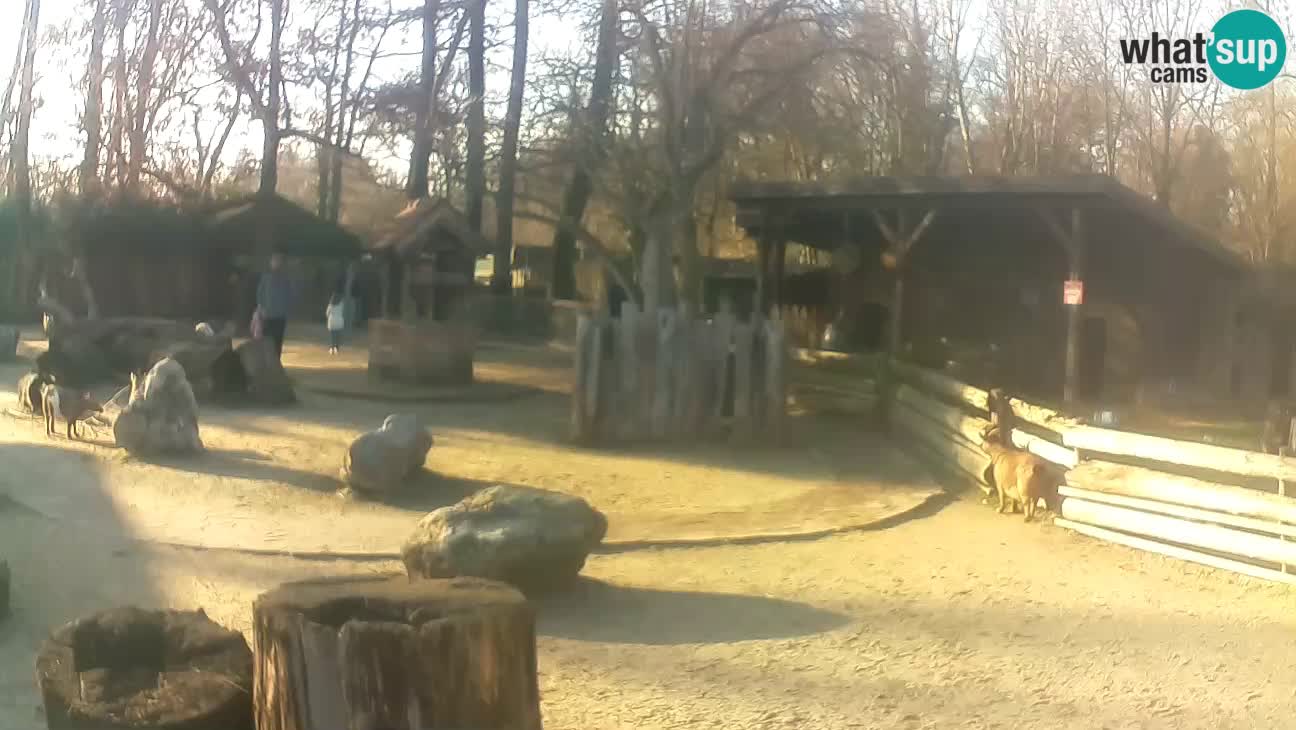 Zoo Zagreb – Brown Capuchin