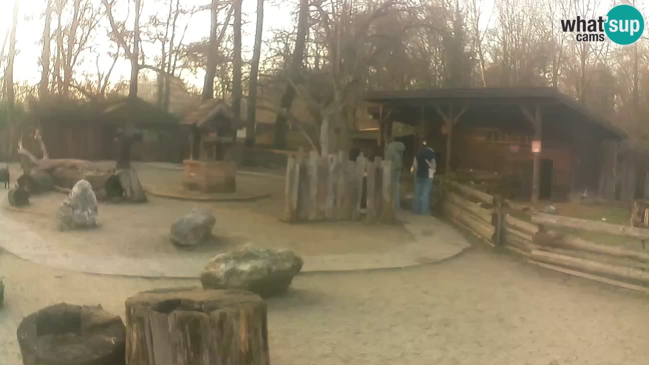 Zoo Zagreb – Brown Capuchin