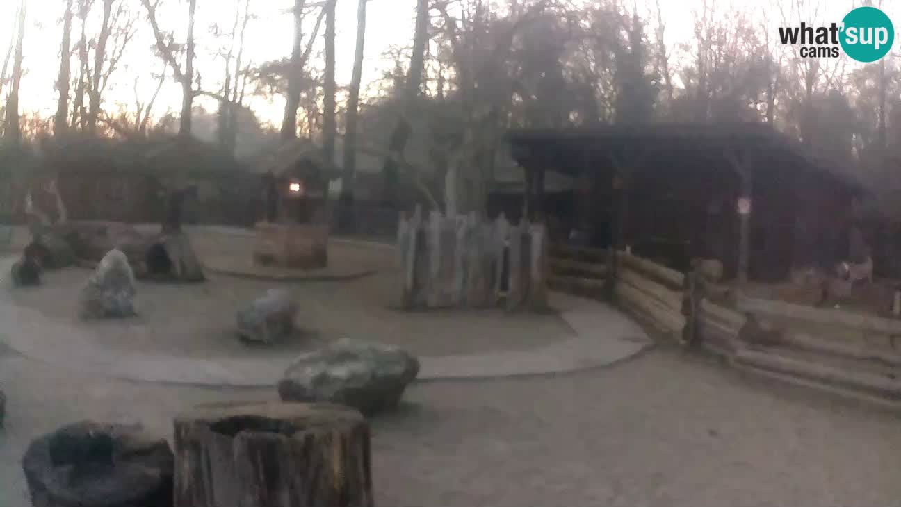 Zoo Zagreb – Haubenkapuziner