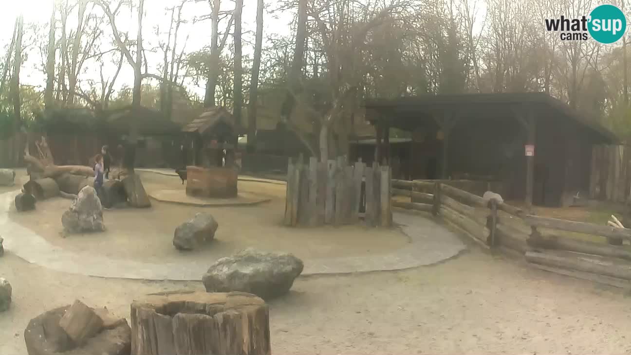 Zoo Zagreb – Brown Capuchin