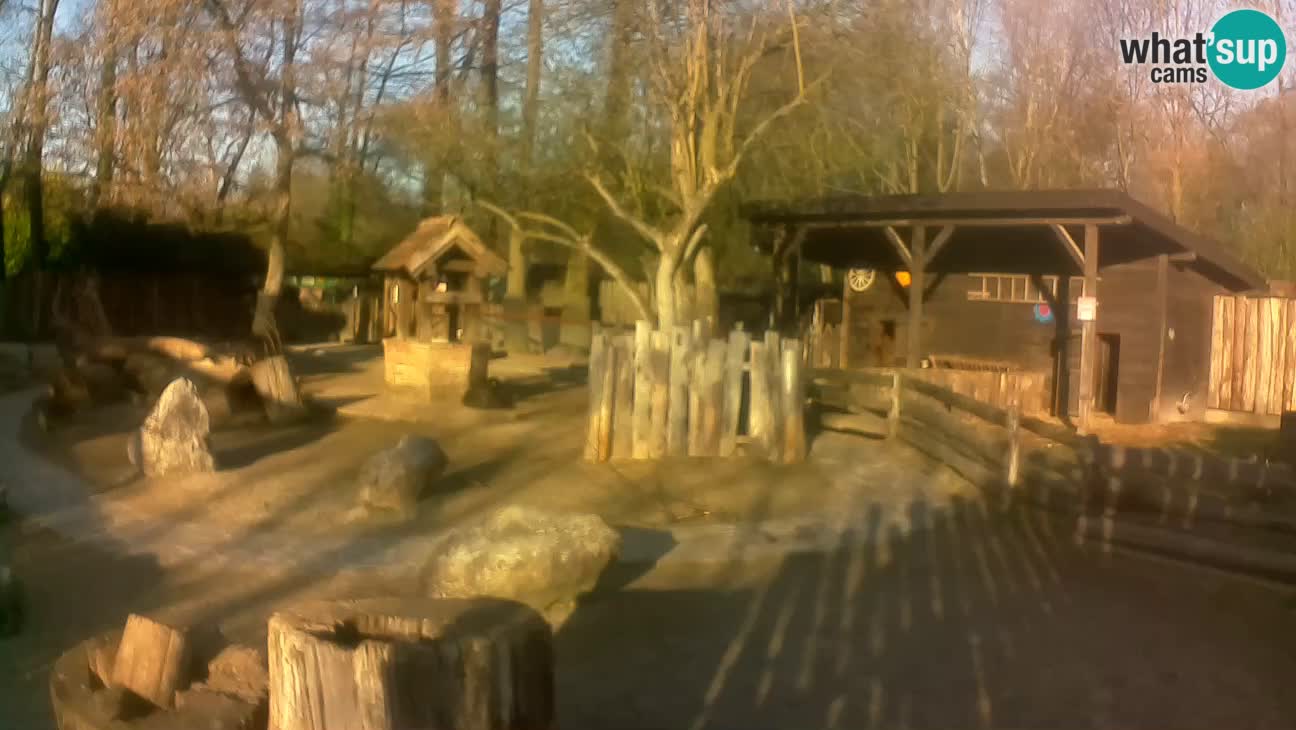 Zoo Zagreb – Rjava kapucinka